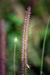 Close-up of cactus plant