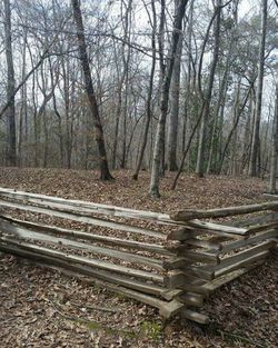 Railroad track in forest