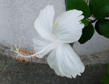 Close-up of white hibiscus blooming outdoors