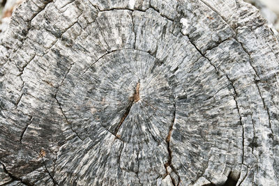 Full frame shot of tree stump