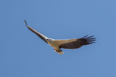 Low angle view of seagull flying