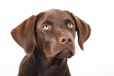 Close-up portrait of dog against white background