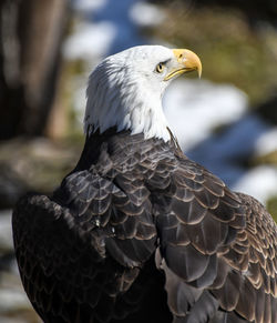 Close-up of eagle