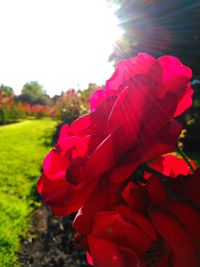 Close-up of red rose