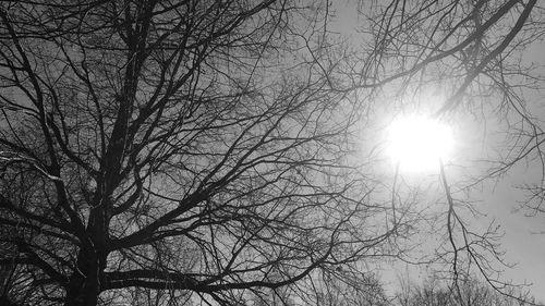 Low angle view of sun shining through branches