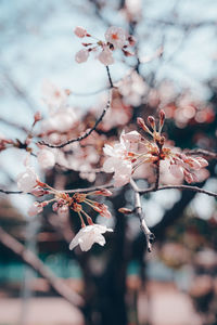 Close-up of cherry blossoms in spring