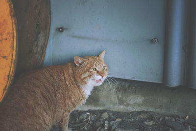 Cat looking away