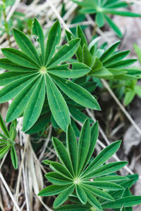 High angle view of plant leaves on field