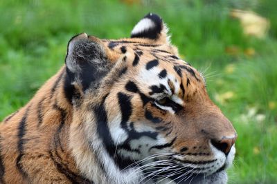 Close-up of a cat looking away