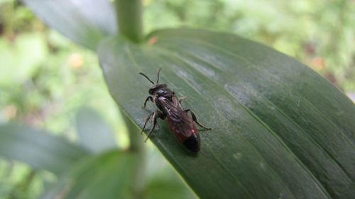 Close-up of insect