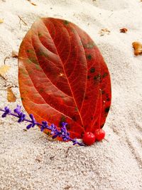 Close-up of colorful umbrella on sand