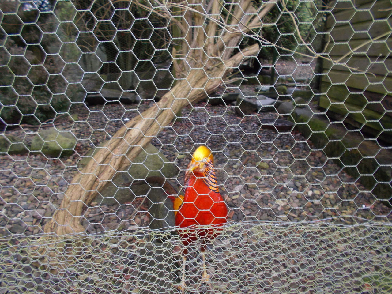 CLOSE-UP OF PARROT ON FENCE