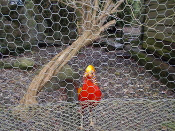 Close-up of parrot on chainlink fence