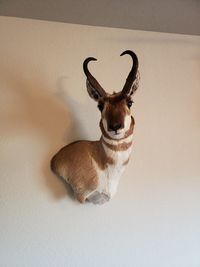 Close-up of deer standing against wall