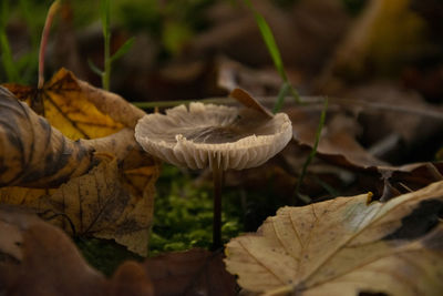 Close-up of mushrooms on dry leaves