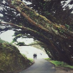 Road passing through trees