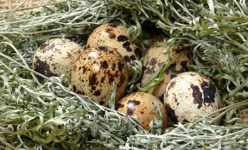 Close-up of mushrooms