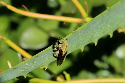 Close-up of insect on leaf