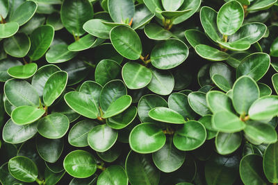 Full frame shot of succulent plant leaves