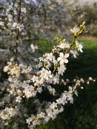 Close-up of cherry blossoms in spring