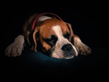 pet