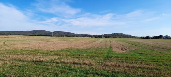 Scenic view of agricultural field against sky