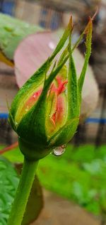 Close-up of fresh red flower