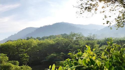 Scenic view of tree mountains against sky