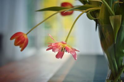 Close-up of red hibiscus flower blooming outdoors