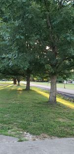 Trees in park