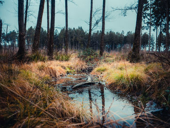 Plants growing in forest