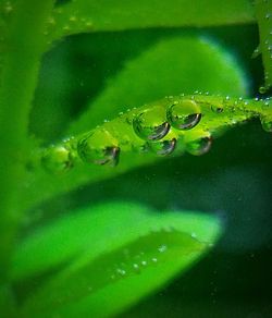 Close-up of snake on water