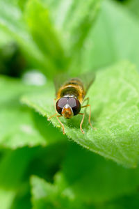 Close-up of insect on leaf