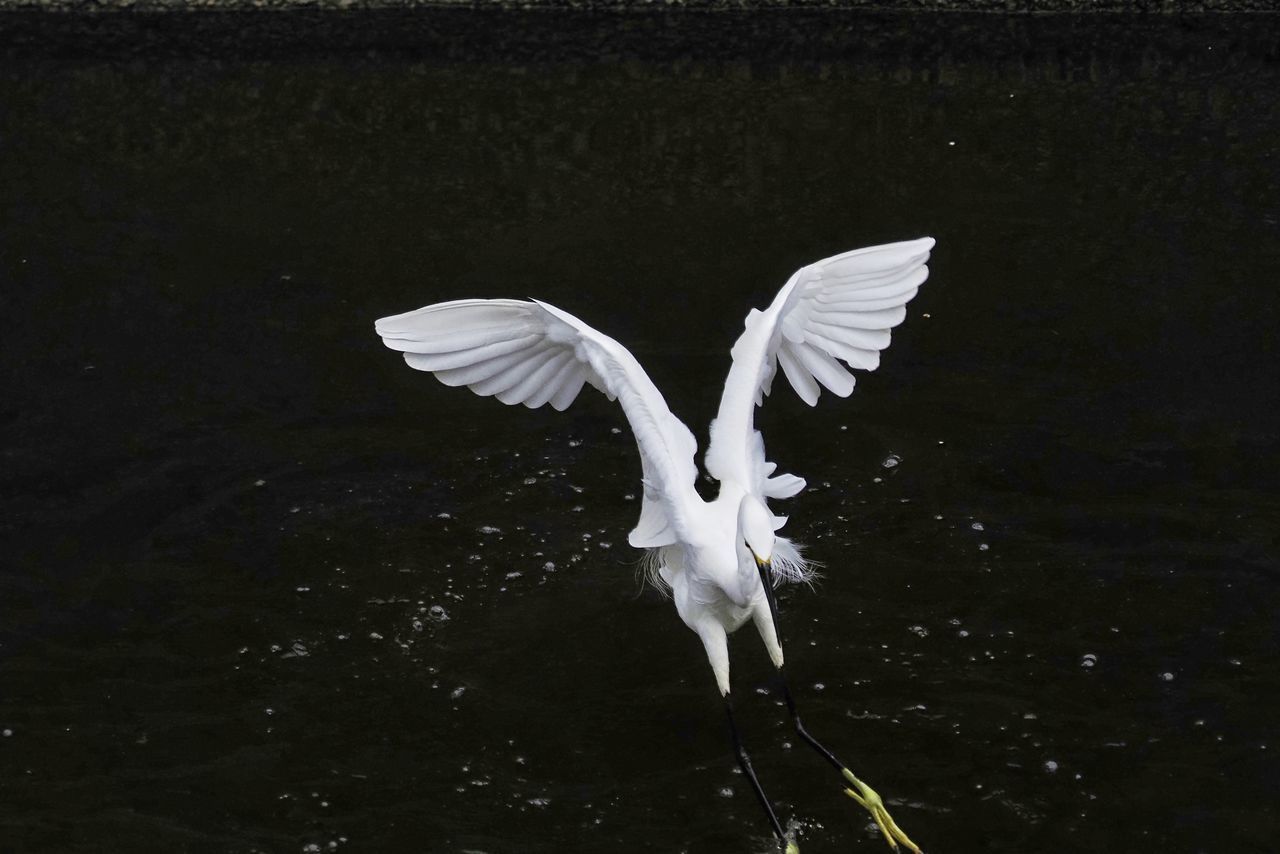 BIRD FLYING OVER LAKE