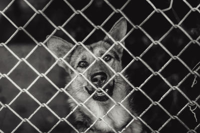 Portrait of dog seen through chainlink fence