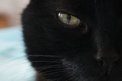 Close-up of black cat