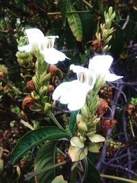 Close-up of white flowers