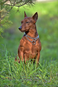 Dog looking away on field