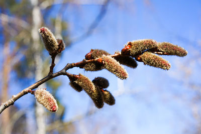 Close-up of snow on plant