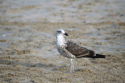 Seagull at sandy beach