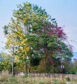 Trees in park