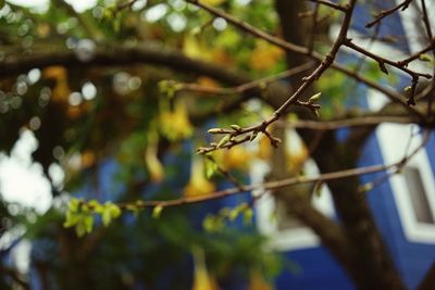 Close-up of branches against blurred background