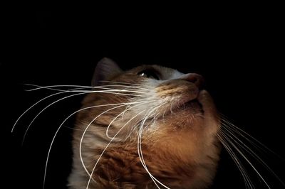 Close-up of cat against black background