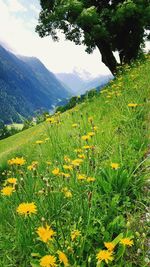 Scenic view of flower field against sky