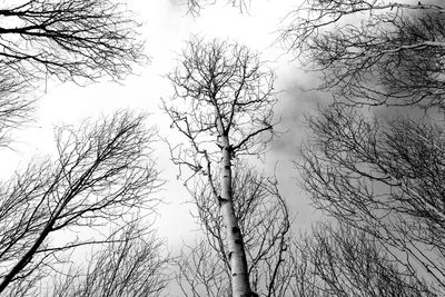 Low angle view of bare trees against sky