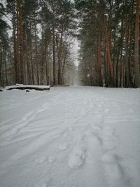 Snow covered land amidst trees in forest