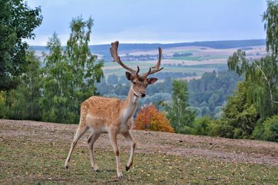 View of deer standing on land
