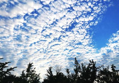 Low angle view of trees against blue sky