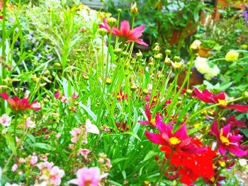 Close-up of red flowering plants on field