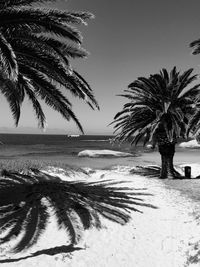 Palm trees on beach against clear sky